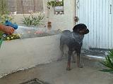 BAIN - ROTTWEILER 070